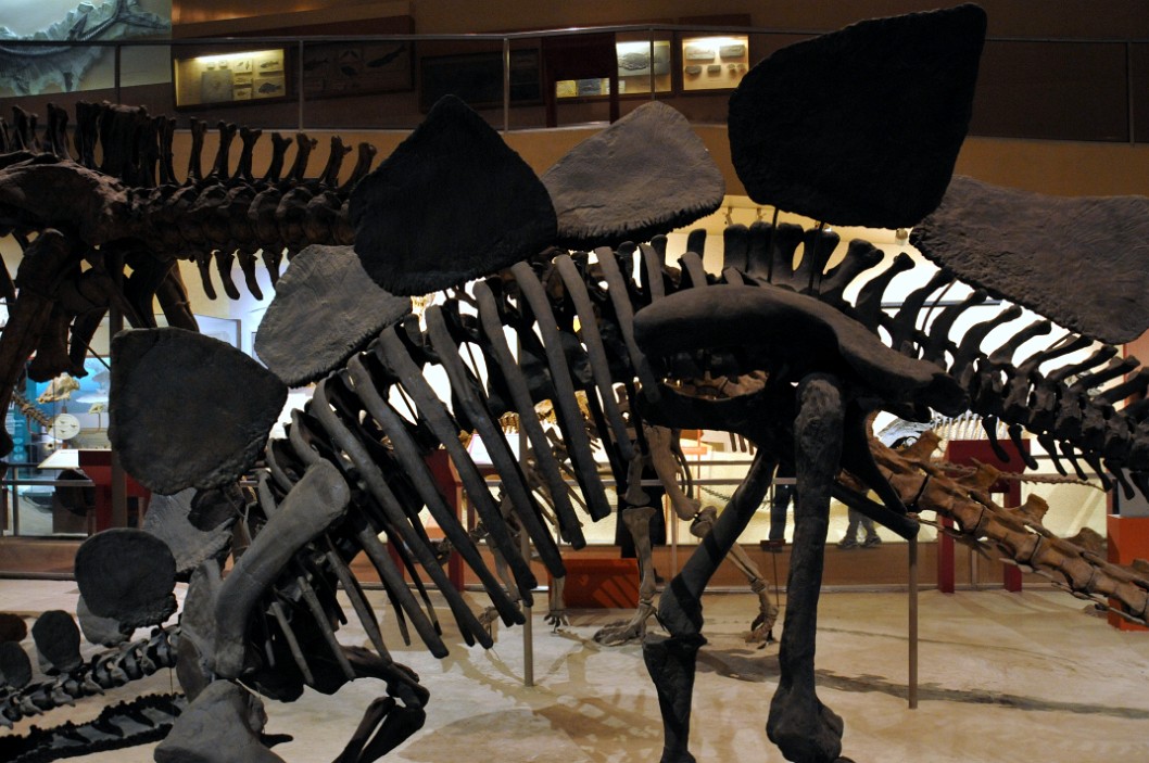 National Fossil Hall